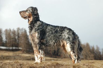 English Setters - Running To Stand Still