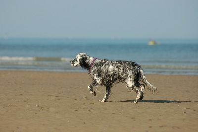 English Setters - Running To Stand Still