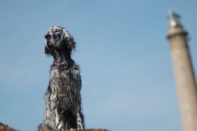 English Setters - Running To Stand Still