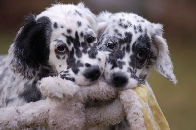 English Setters - Running To Stand Still