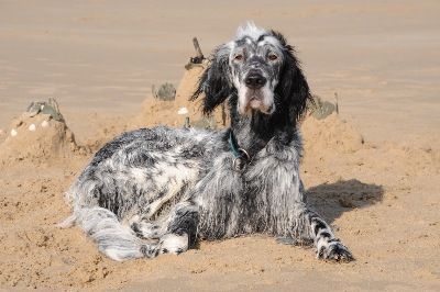 English Setters - Running To Stand Still