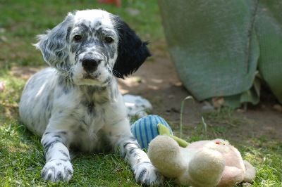 English Setters - Running To Stand Still