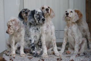 English Setters - Running To Stand Still