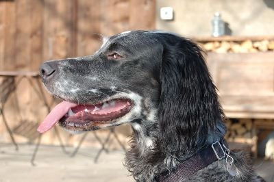 English Setters - Running To Stand Still