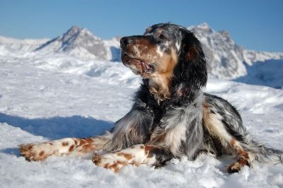 English Setters - Running To Stand Still