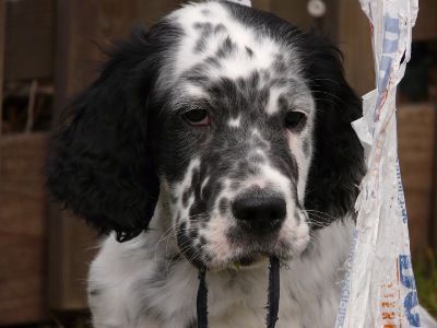 English Setters - Running To Stand Still