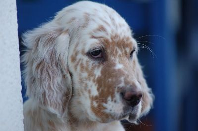 English Setters - Running To Stand Still