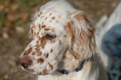 English Setters - Running To Stand Still