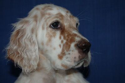 English Setters - Running To Stand Still