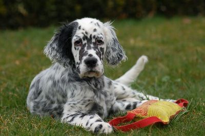 English Setters - Running To Stand Still