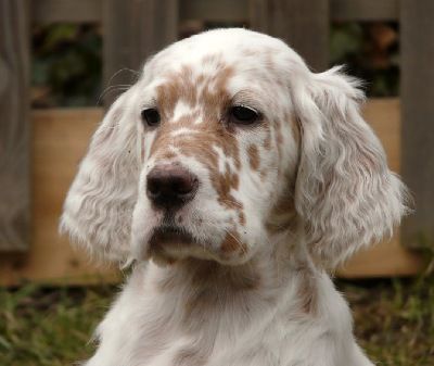 English Setters - Running To Stand Still