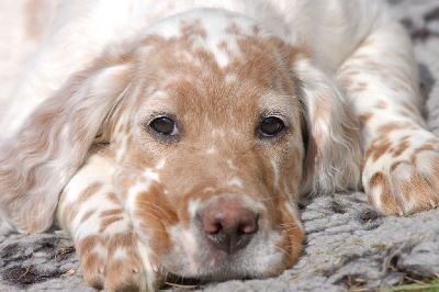 English Setters - Running To Stand Still