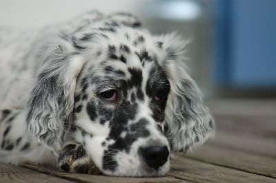 English Setters - Running To Stand Still