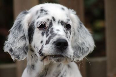 English Setters - Running To Stand Still