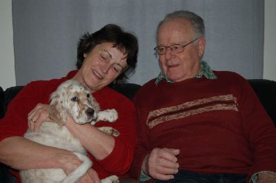 English Setters - Running To Stand Still