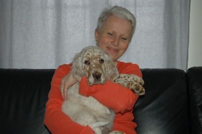 English Setters - Running To Stand Still