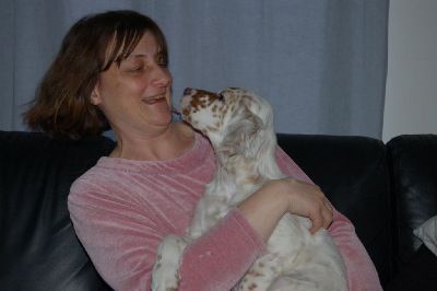 English Setters - Running To Stand Still