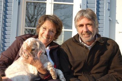 English Setters - Running To Stand Still