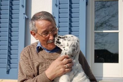 English Setters - Running To Stand Still