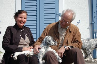 English Setters - Running To Stand Still
