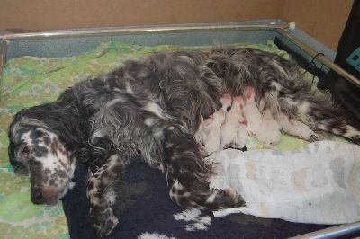 English Setters - Running To Stand Still