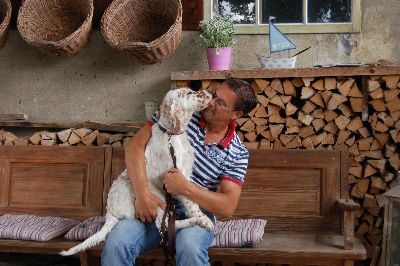 English Setters - Running To Stand Still