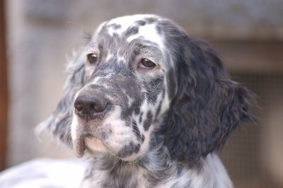 English Setters - Running To Stand Still