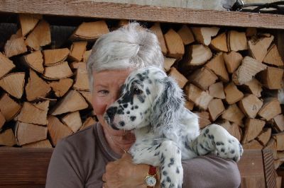 English Setters - Running To Stand Still