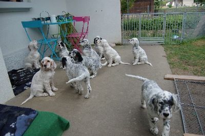 English Setters - Running To Stand Still