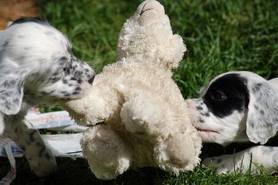 English Setters - Running To Stand Still