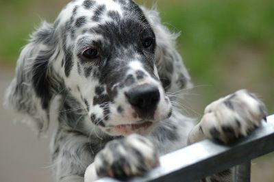 English Setters - Running To Stand Still