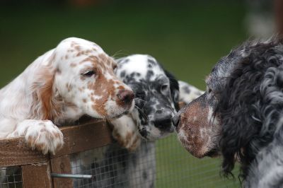 English Setters - Running To Stand Still