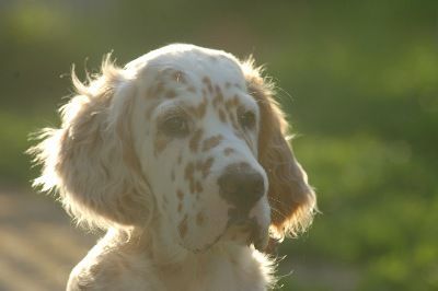 English Setters - Running To Stand Still