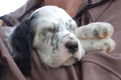 English Setters - Running To Stand Still