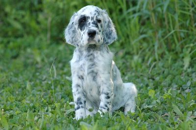English Setters - Running To Stand Still