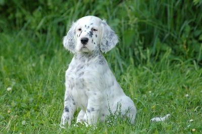 English Setters - Running To Stand Still