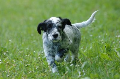 English Setters - Running To Stand Still