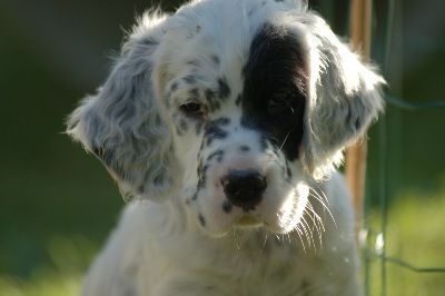 English Setters - Running To Stand Still