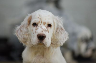 English Setters - Running To Stand Still