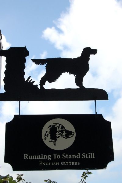 English Setters - Running To Stand Still