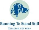 English Setters - Running To Stand Still