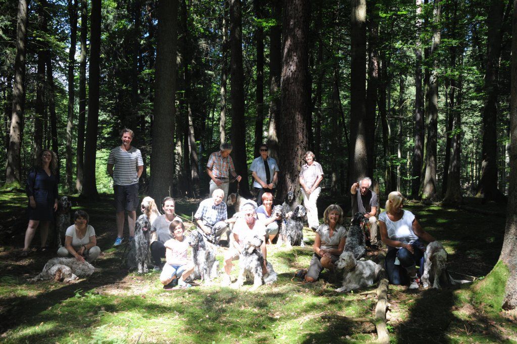 English Setters - Running To Stand Still