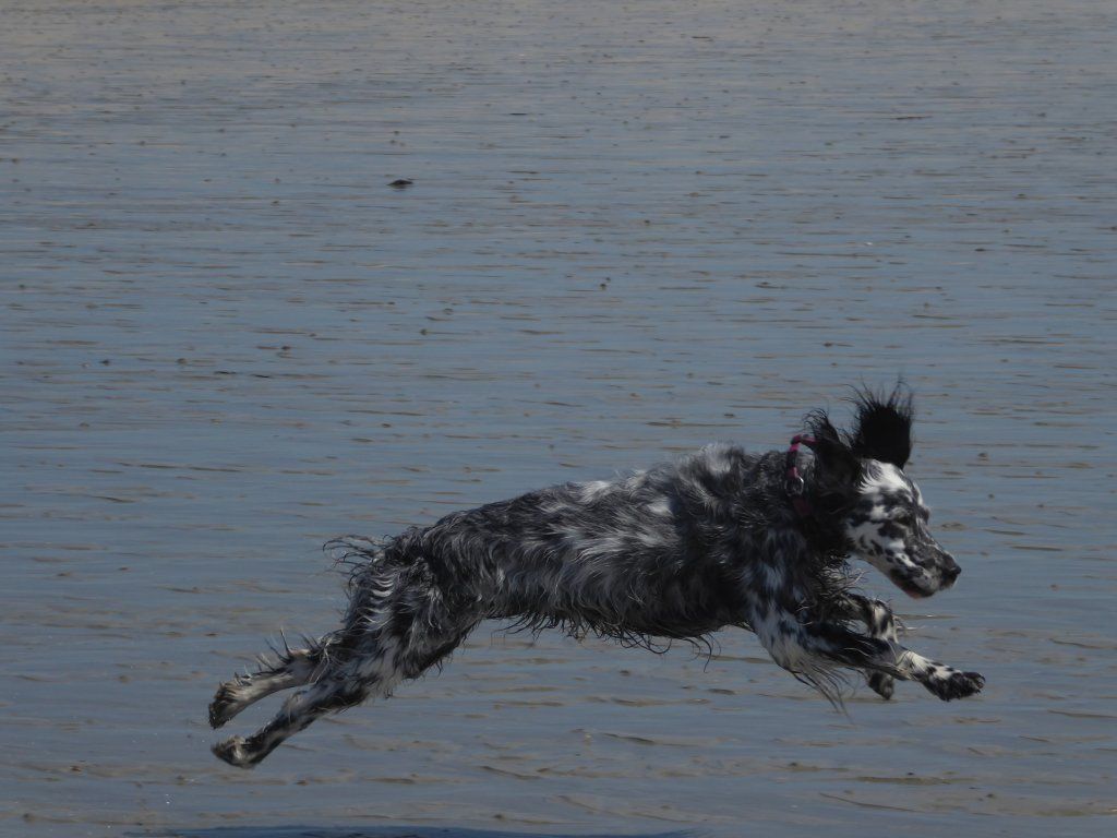 English Setters - Running To Stand Still