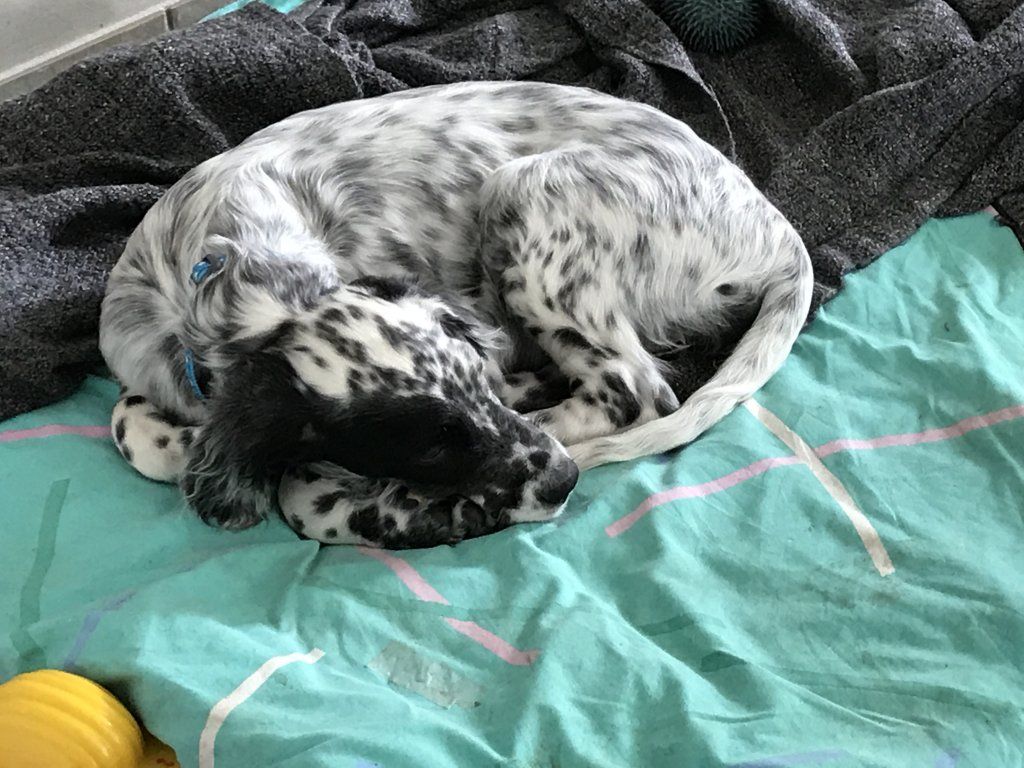 English Setters - Running To Stand Still