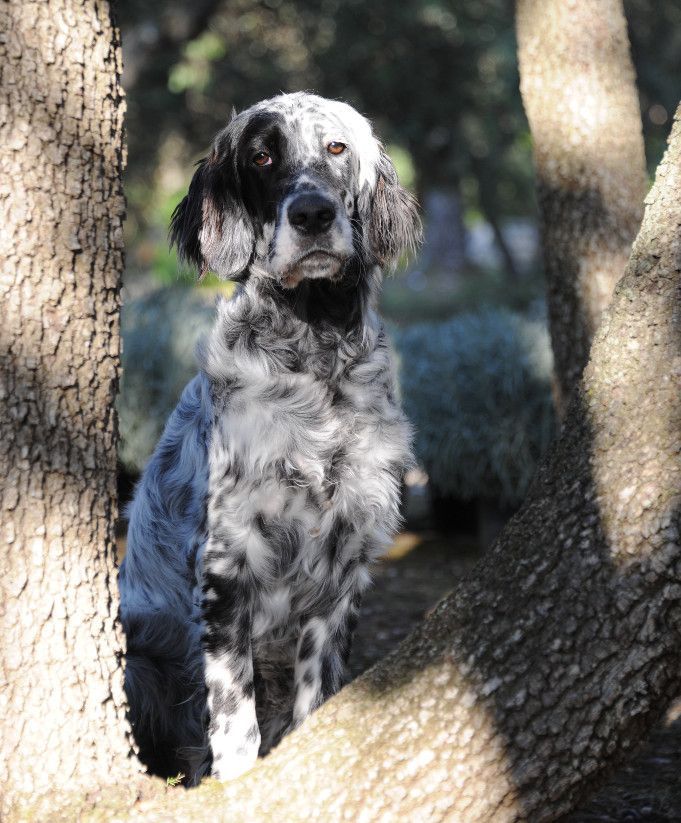 English Setters - Running To Stand Still