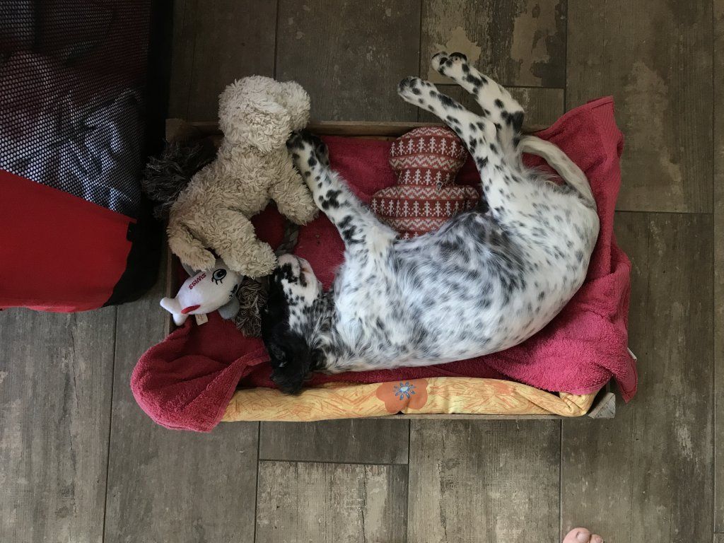 English Setters - Running To Stand Still