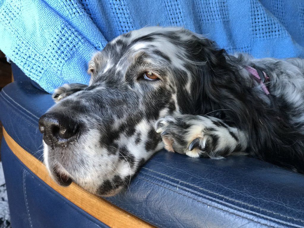 English Setters - Running To Stand Still