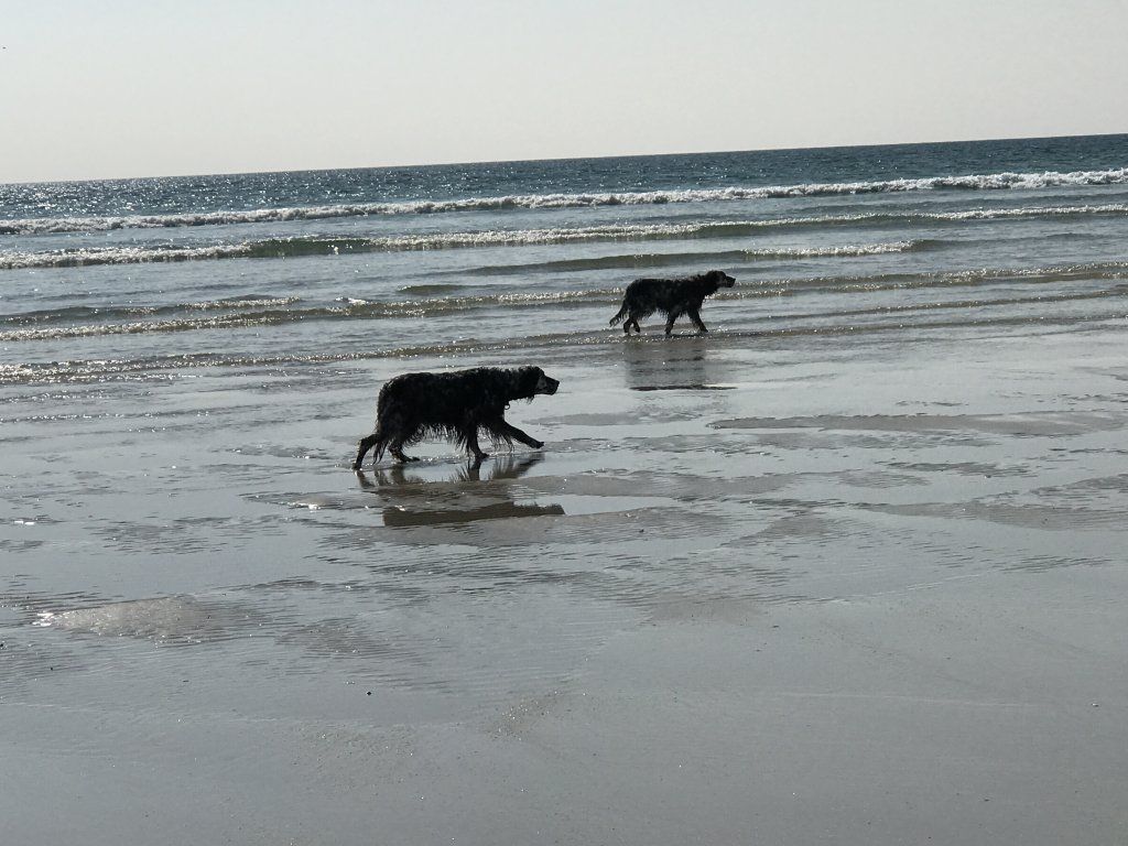 English Setters - Running To Stand Still