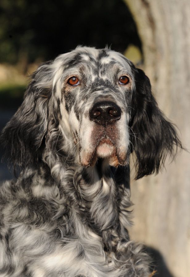 English Setters - Running To Stand Still