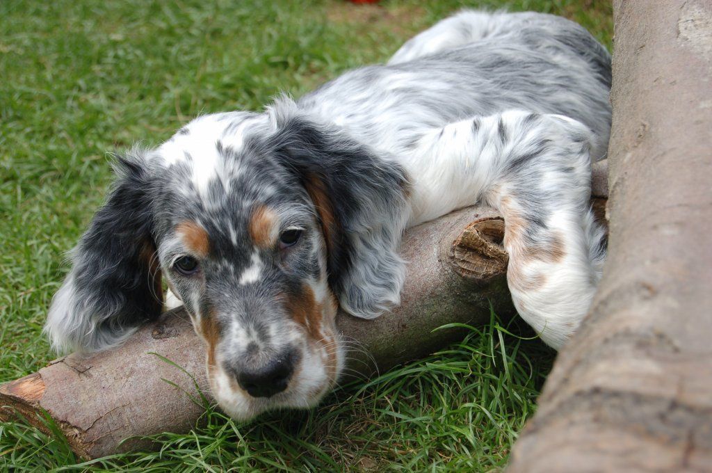 English Setters - Running To Stand Still